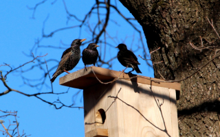 Скворцы на крыше дома своего