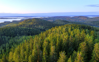 Хвойный лес Финляндии