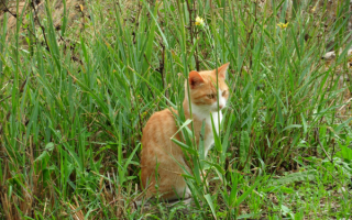 Котенок в траве