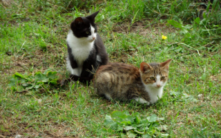 Котята на поляне