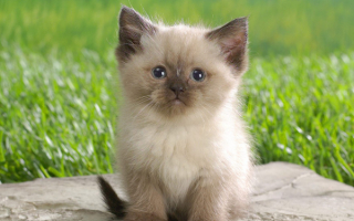 Маленький котенок