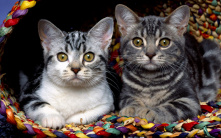 Бенгальские котята