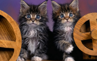 Два котенка