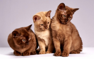 Три бурманских котенка
