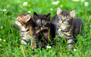 Три котенка на природе
