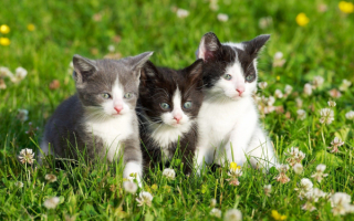 Три котенка на траве