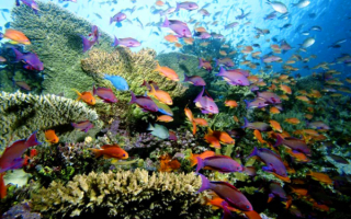 Морские рыбы на коралловом рифе