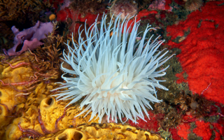 Морской цветок актиния