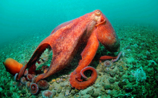 Осьминог на морском дне