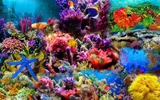 Флора и фауна кораллового рифа