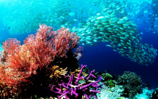 Большой косяк рыб у кораллового рифа