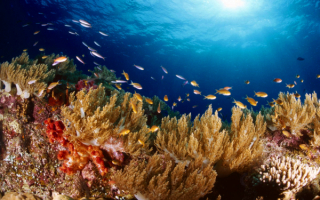 Индонезия. Коралловый риф Раджа-Ампат