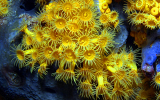 Коралловые полипы актинии желтые