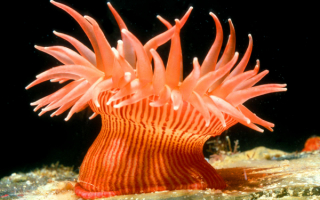 Коралловый полип актиния