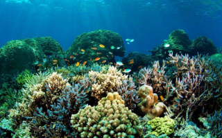 Коралловый риф в океане