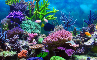 Кораллы в тропиках