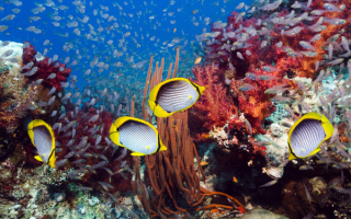 Кораллы и их обитатели