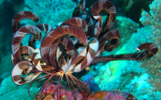 Лилия морская на кораллах