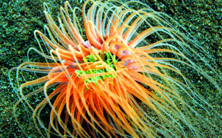Морская актиния трубчатая