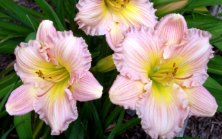 Лилейник Daylily Surprisingly Pink