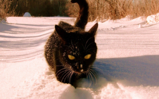 Кот на зимней прогулке