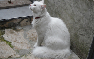 Белая кошка