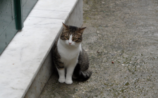 Кот Базилио