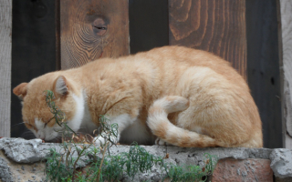 Рыжий кот