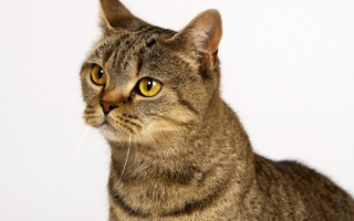 Азиатский кот