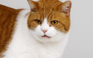 Большая кошка