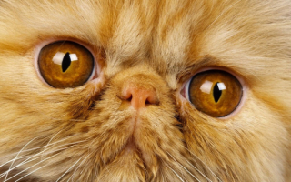 Персидский кот