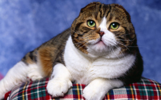 Шотландская вислоухая кошка