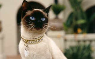 Сиамская кошка