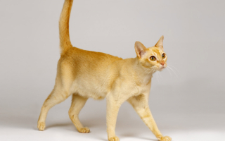 Сингапурская кошка