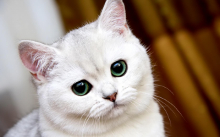 Белая кошка