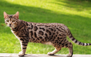 Бенгальская кошка