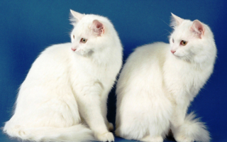 Кошки породы турецкая ангора