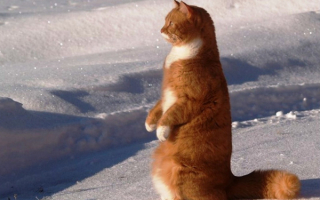 Рыжий кот на снегу