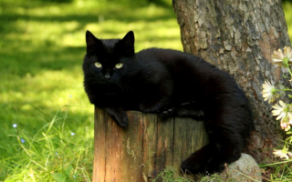 Черная кошка на природе