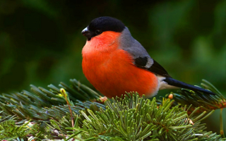 Снегирь на хвойной ветке