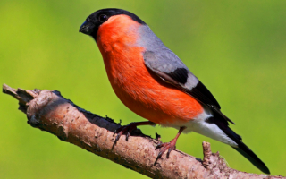 Снегирь на сухой ветке