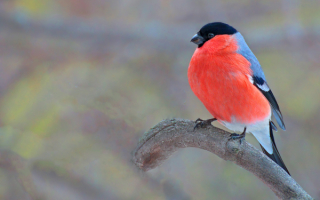 Красногрудый красавец снегирь