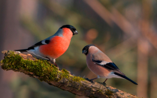 Пара снегирей