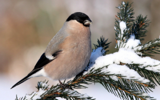 Самка снегиря