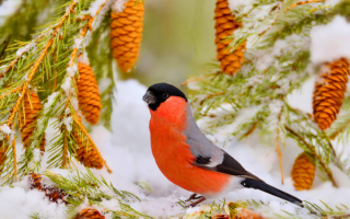 Снегирь в зимнем лесу