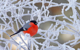 Снегирь зимой