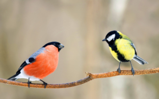 Снегирь и синица на ветке