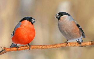 Снегирь и снегурка