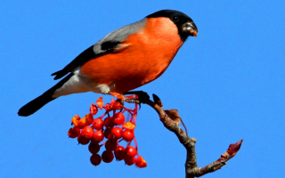 Снегирь и ягода рябина