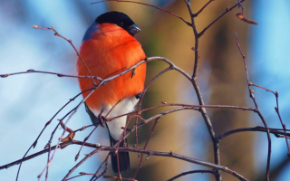 Снегирь на березовой ветке